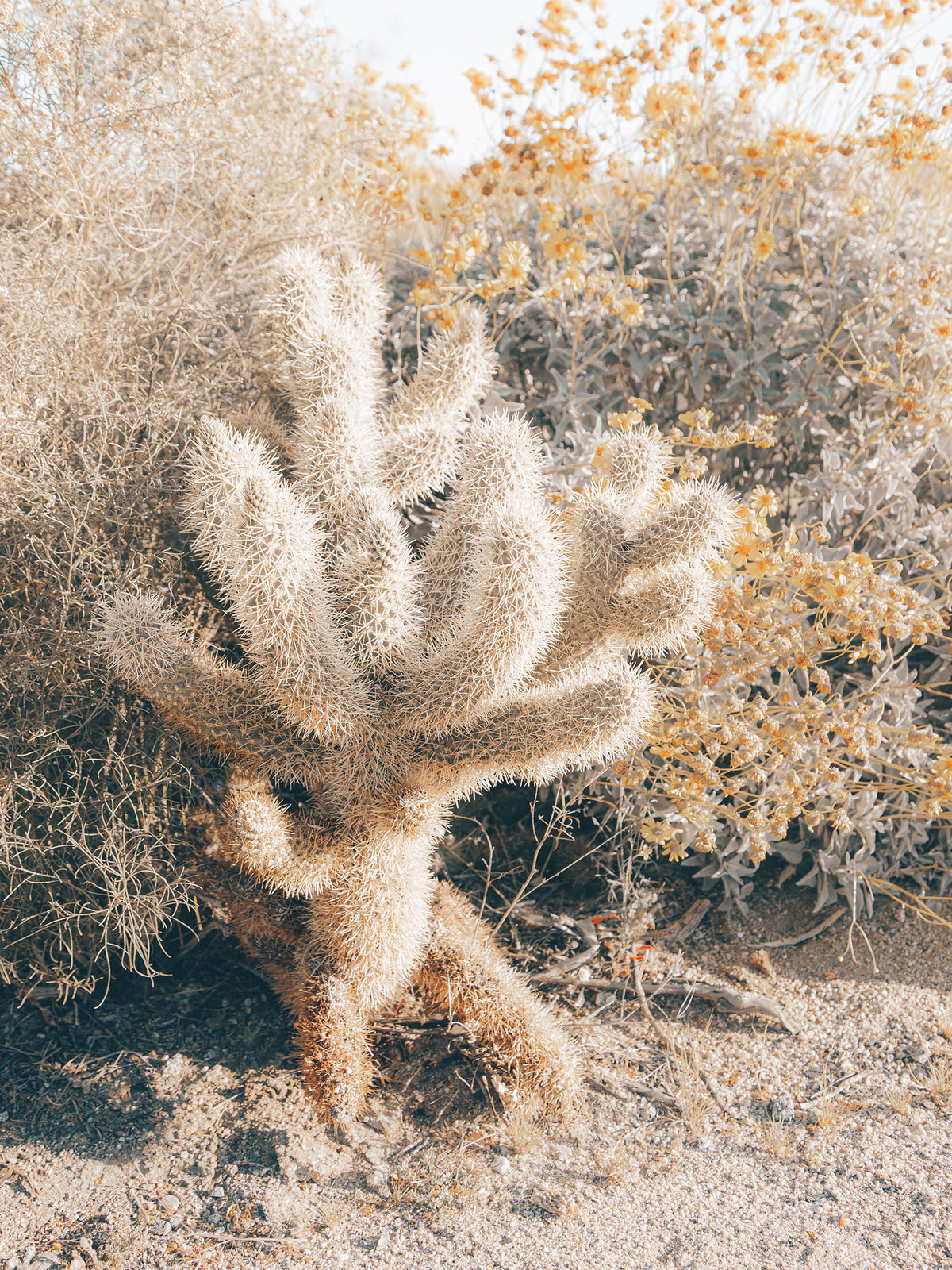 Cholla cactus glowing in warm sunlight among dry desert plants in Anza-Borrego Desert, California.