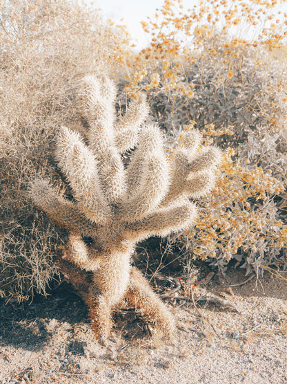 Cholla cactus glowing in warm sunlight among dry desert plants in Anza-Borrego Desert, California.