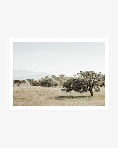 Santa Ynez Valley landscape photography featuring mature oak trees scattered across rolling golden fields with softly faded mountains in the distance.