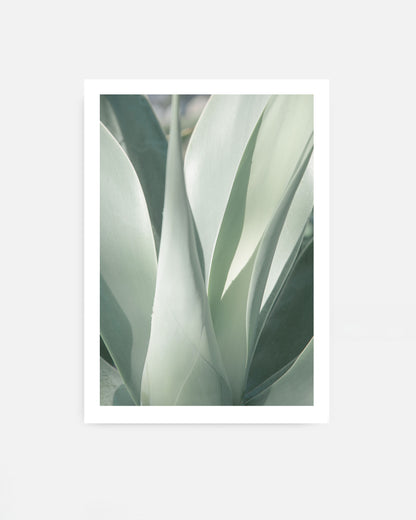 Close-up botanical photograph of soft green agave leaves with smooth curved shapes and subtle shadows, minimalist plant texture captured in natural light.