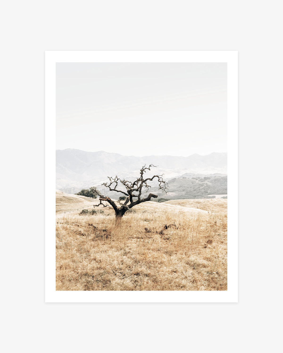Santa Ynez Valley landscape photography featuring a weathered lone oak surrounded by rolling golden grasslands and softly faded California mountains.
