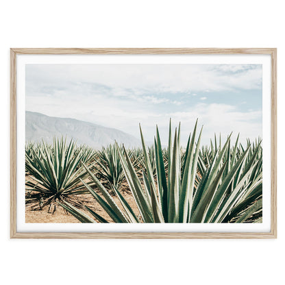 Fine art photography of an agave plantation in the Mexican desert, boho landscape wall art with earthy tones, ideal for modern southwestern home decor