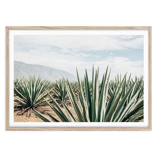 Fine art photography of an agave plantation in the Mexican desert, boho landscape wall art with earthy tones, ideal for modern southwestern home decor