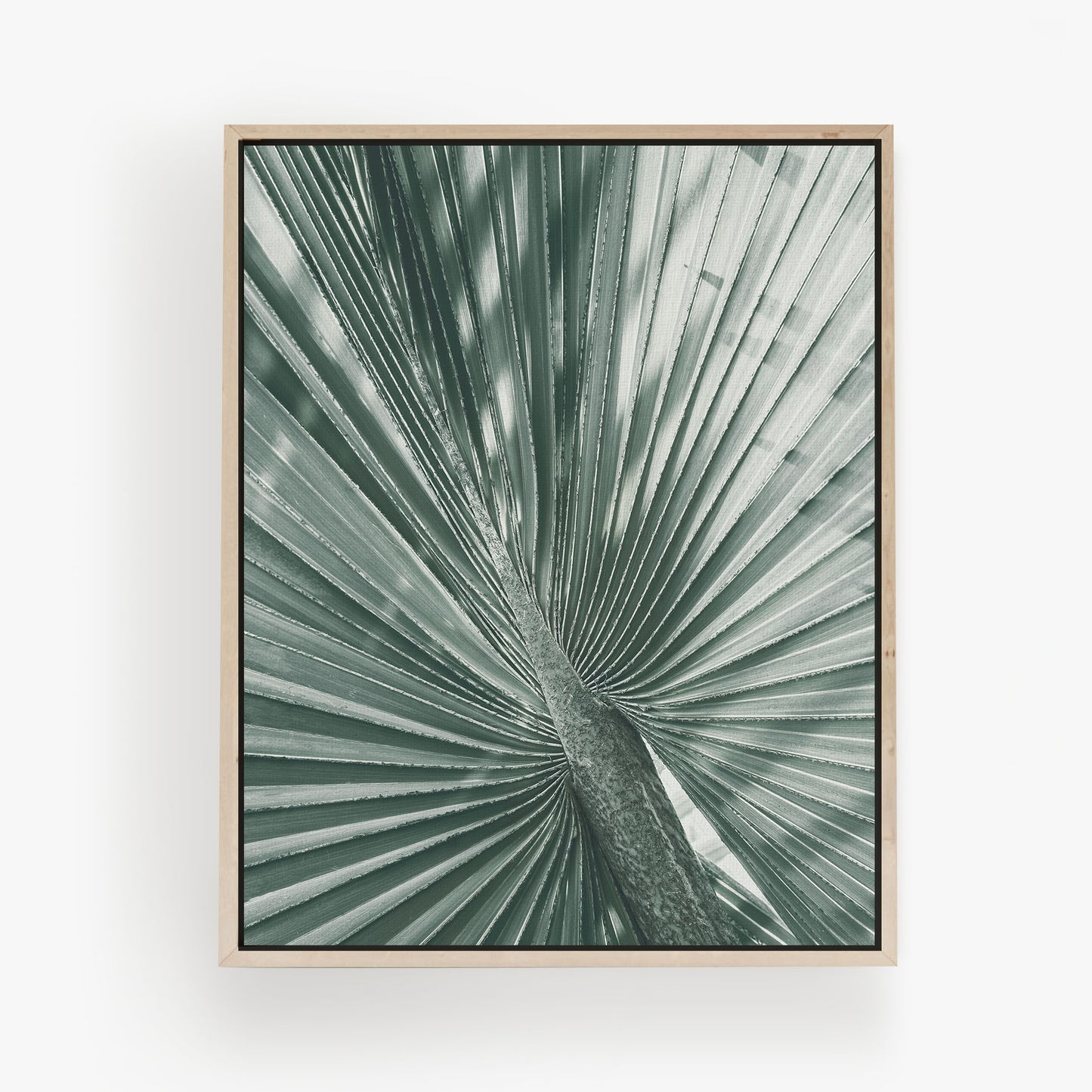 Fan Palm Study