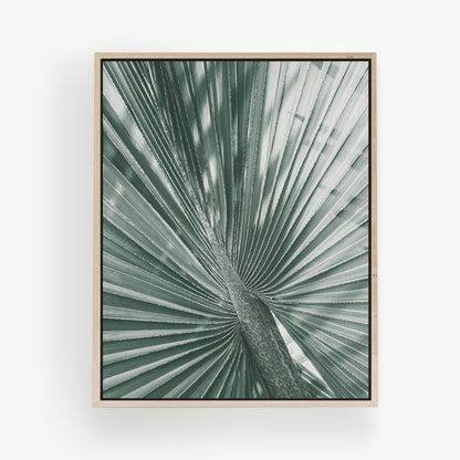 Fan Palm Study