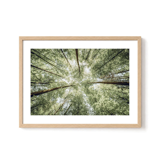 Sunlit Forest Canopy
