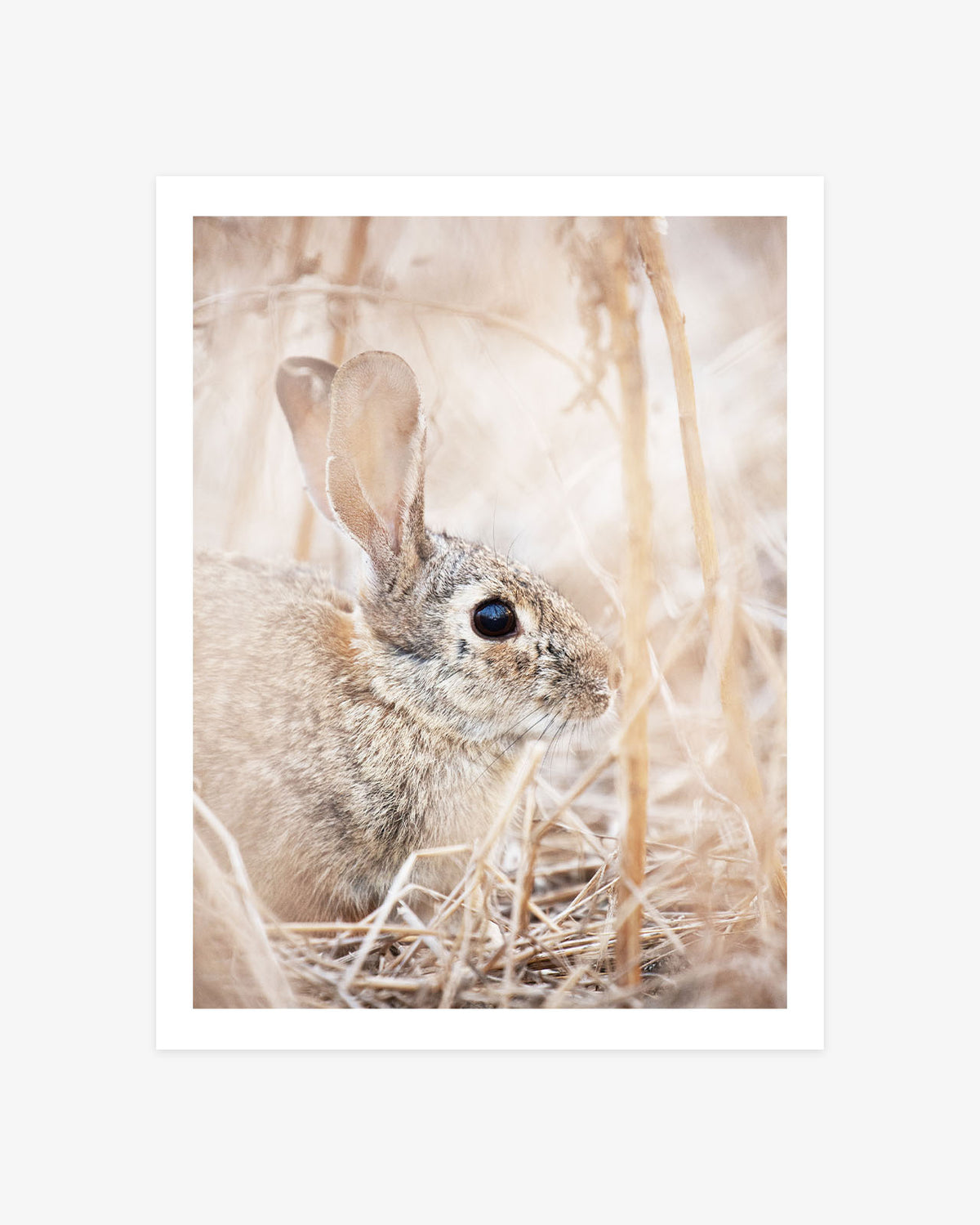 Huntington Beach wildlife photography featuring a small cottontail bunny resting among soft golden grasses in warm neutral tones.