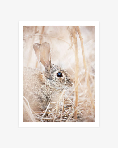 Huntington Beach wildlife photography featuring a small cottontail bunny resting among soft golden grasses in warm neutral tones.
