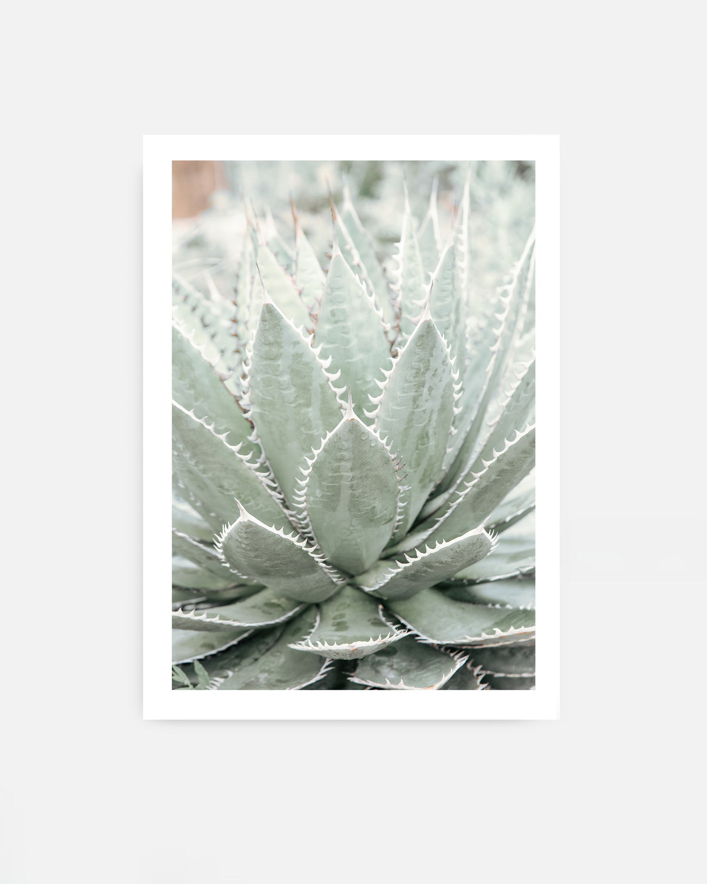Desert Bloom – Succulent Wall Art