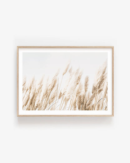 BEACH GRASS