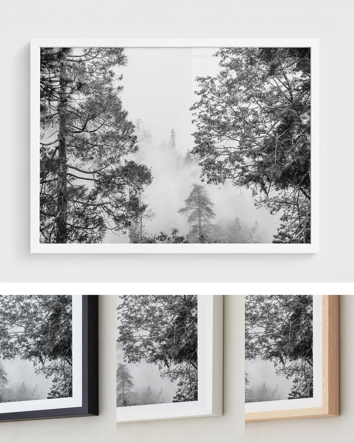 Misty Pine Forest