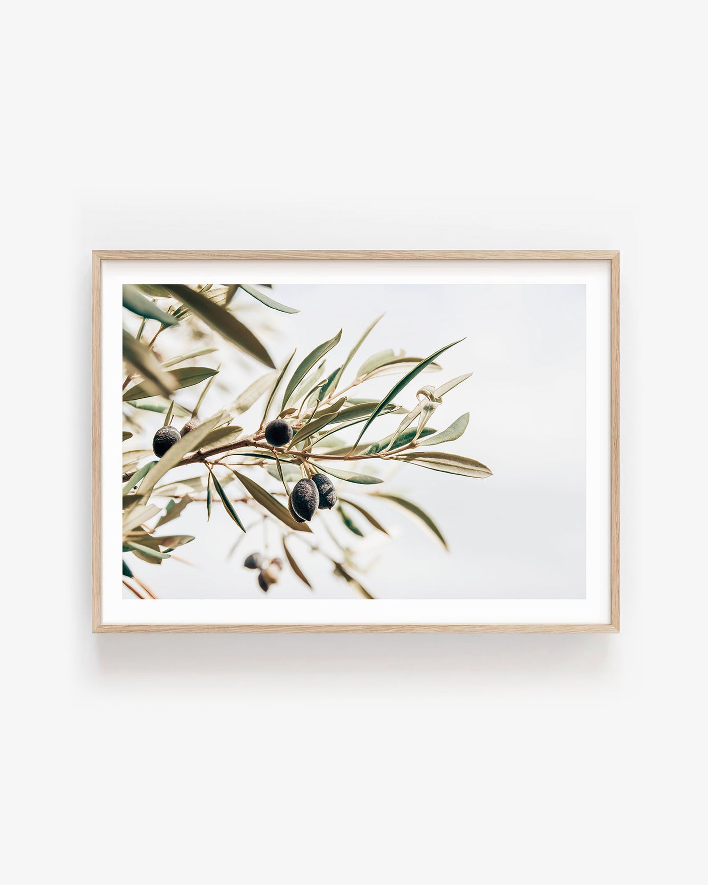 OLIVE STUDY