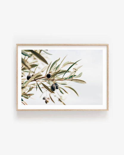 OLIVE STUDY