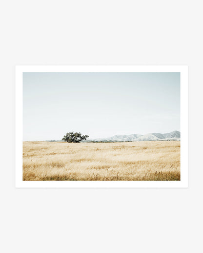 High key Santa Ynez Valley landscape photography featuring a lone oak tree in a wide golden field with pale California mountains in the distance.