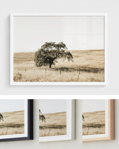 Lone Tree