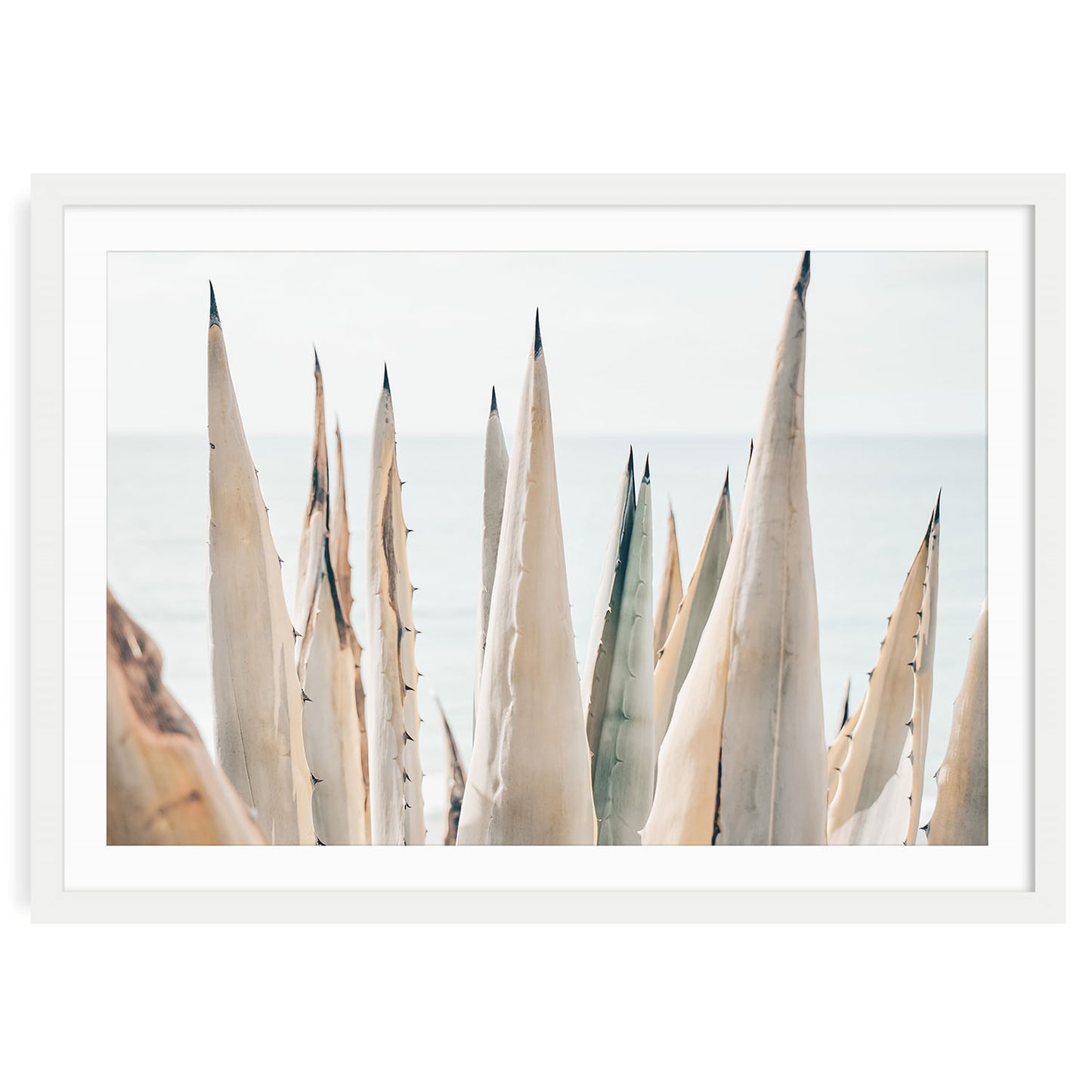 Sunlit coastal agave plant with soft light, airy California nature landscape print, minimalist fine art wall decor for beach house or serene modern interiors.