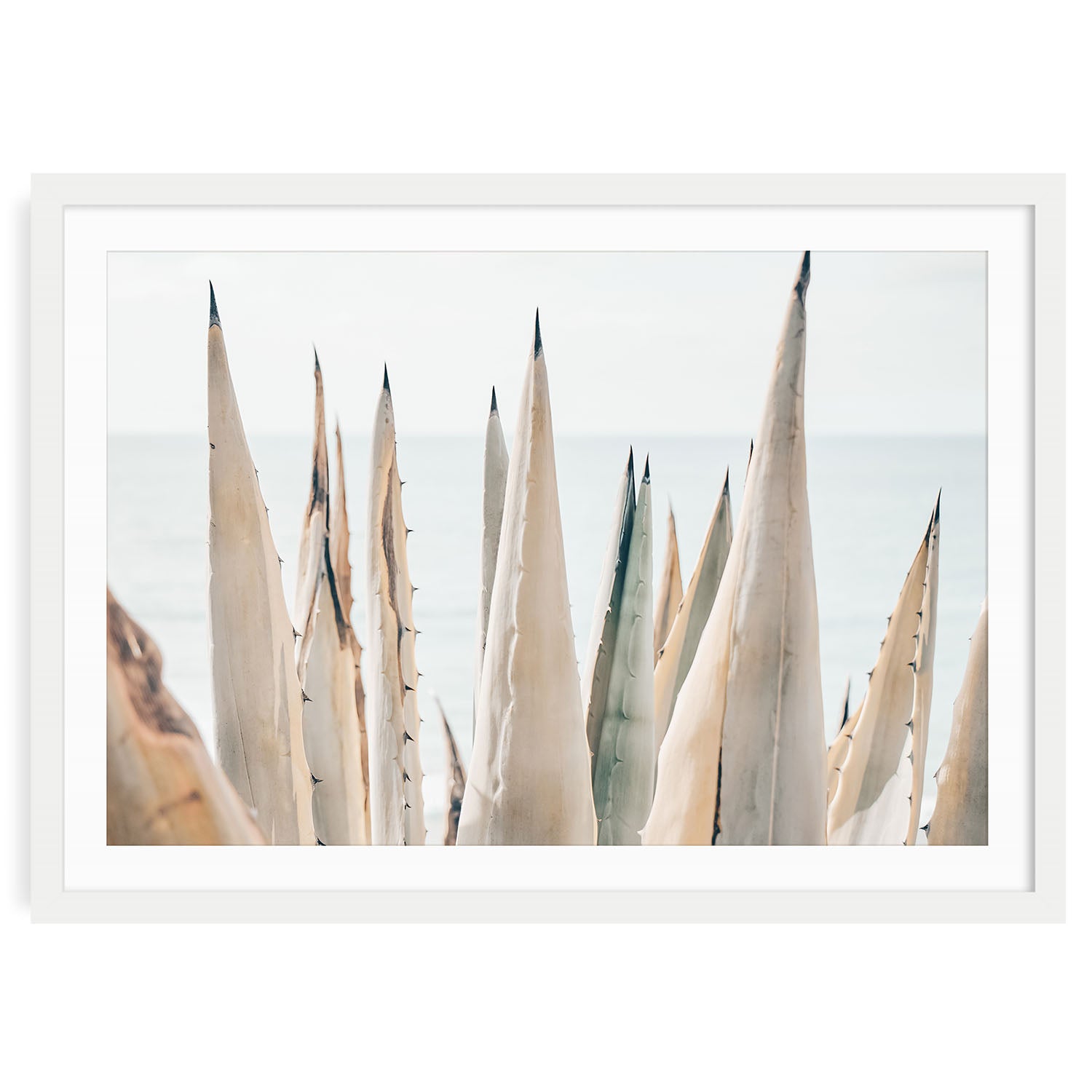 Sunlit coastal agave plant with soft light, airy California nature landscape print, minimalist fine art wall decor for beach house or serene modern interiors.