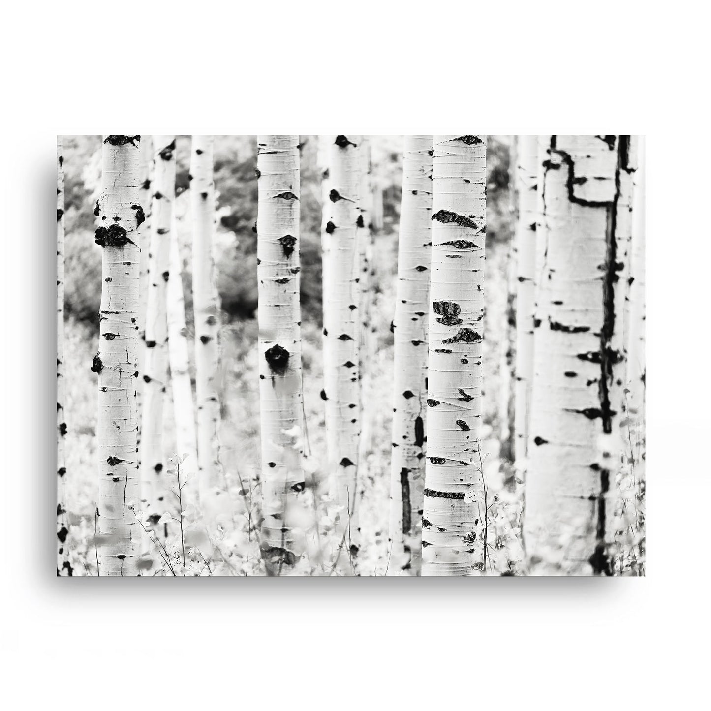 Aspen Tree Forest