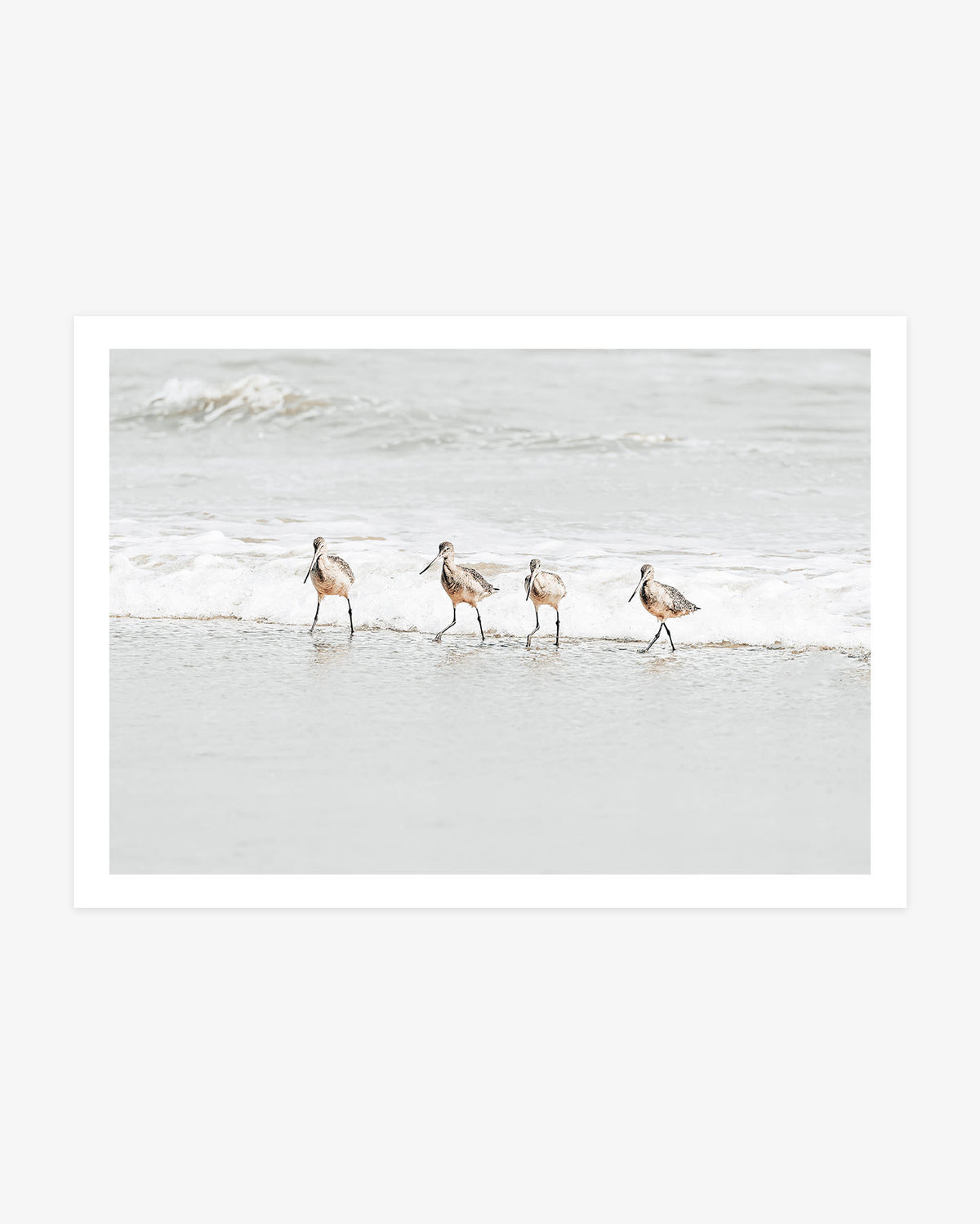 San Clemente shorebird wall art featuring four willets wading together through shallow water along the Pacific shoreline.