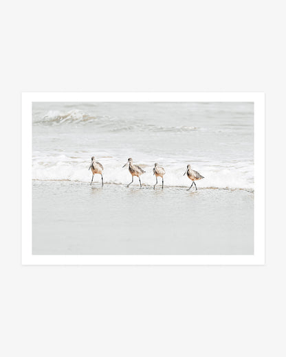 San Clemente shorebird wall art featuring four willets wading together through shallow water along the Pacific shoreline.