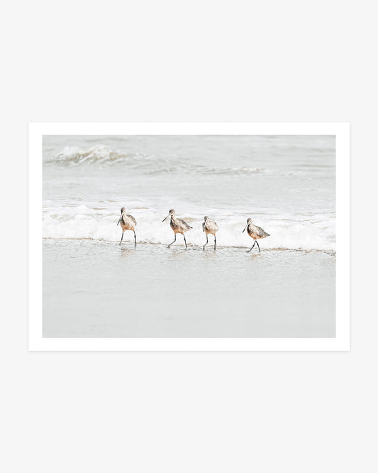 San Clemente shorebird wall art featuring four willets wading together through shallow water along the Pacific shoreline.