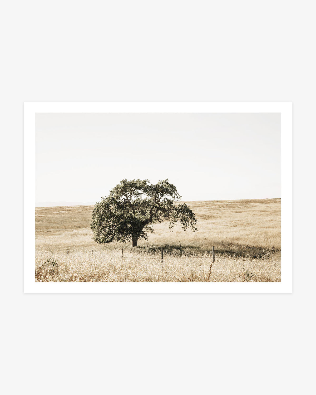Santa Ynez Valley wall art featuring a single mature oak tree standing in a wide field of golden California grass beneath a pale sky.