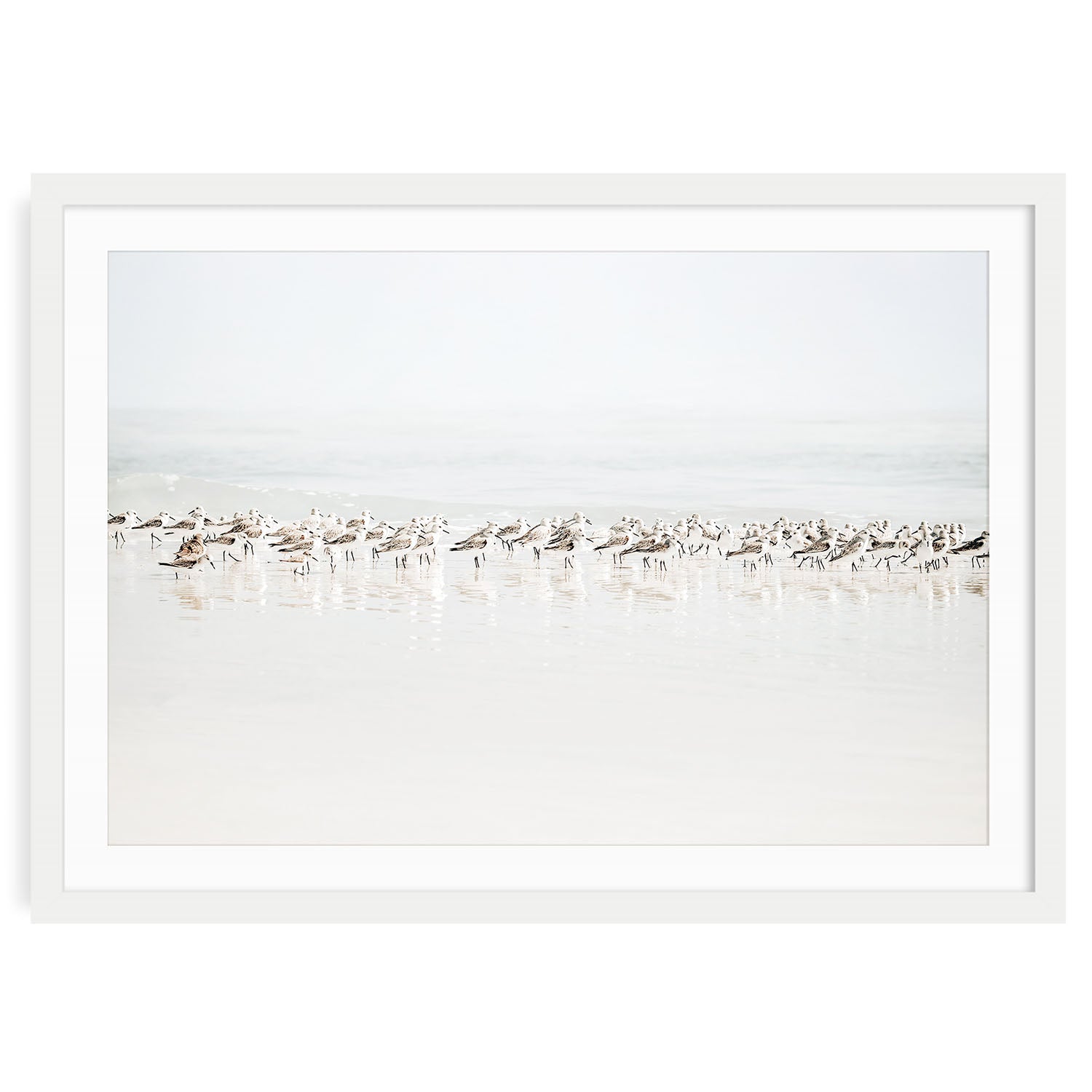 Sandpipers walking along a sandy beach with gentle ocean waves in the background coastal wall art print