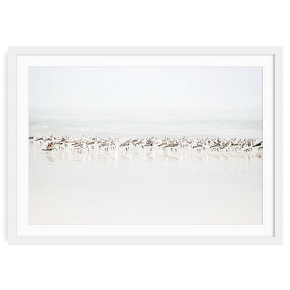 Sandpipers walking along a sandy beach with gentle ocean waves in the background coastal wall art print