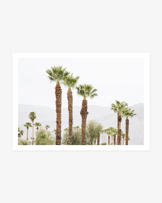 Palm Springs palm tree photography with tall palms and hazy desert mountains in soft neutral tones.