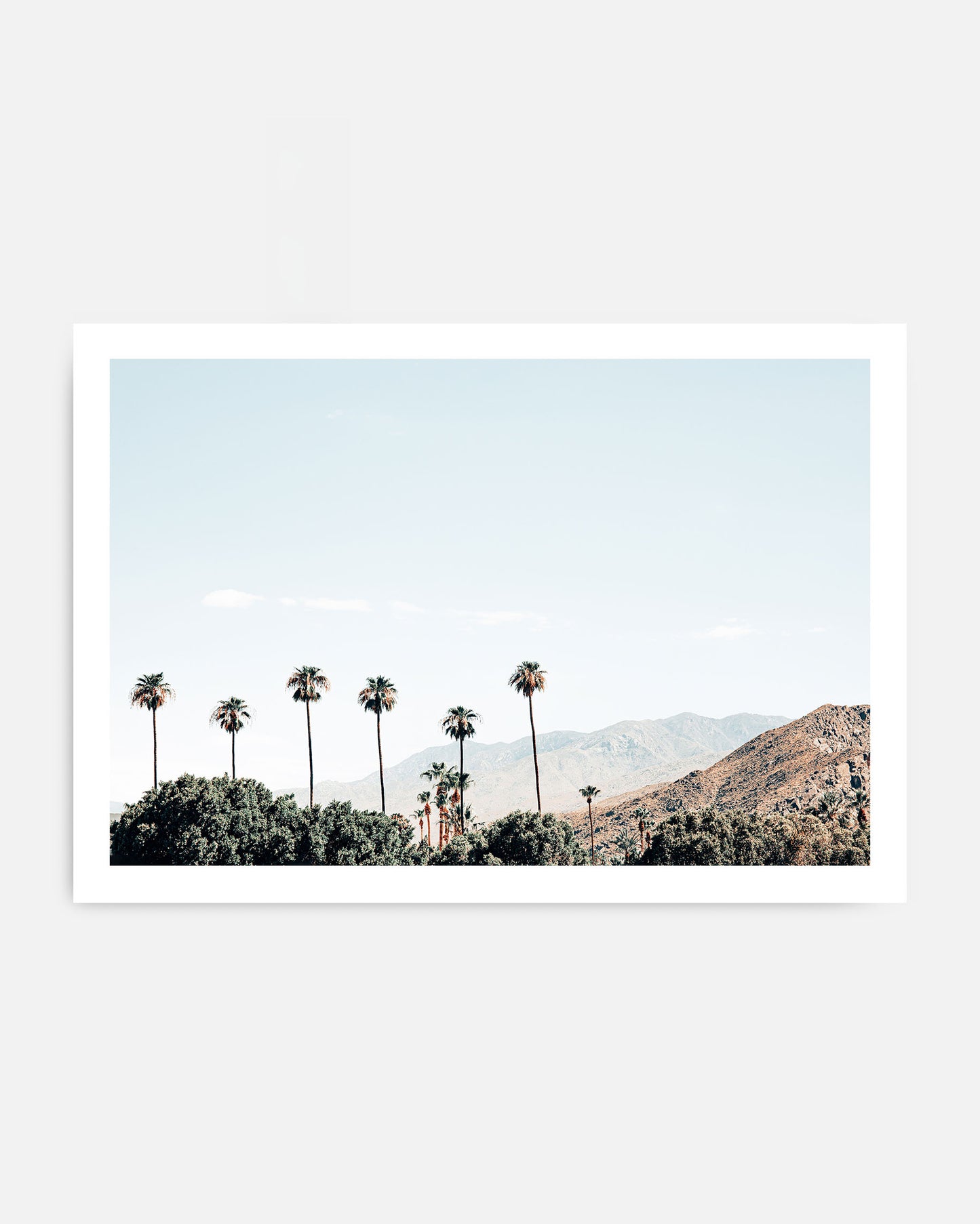Sunny Grove – Palm Springs Wall Art