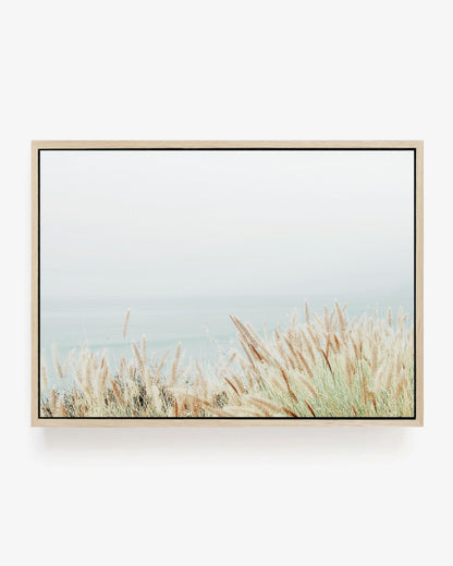 Coastal Fountain Grass