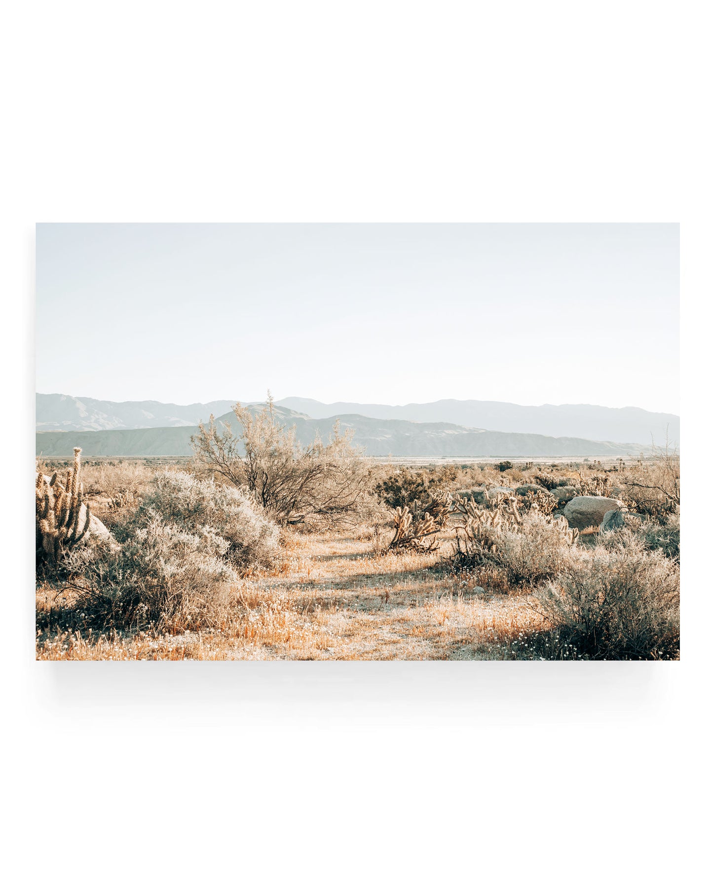 Wide desert landscape with dry grasses, scattered shrubs, and cholla cactus leading toward distant mountain ranges under a soft pale sky in warm neutral tones.