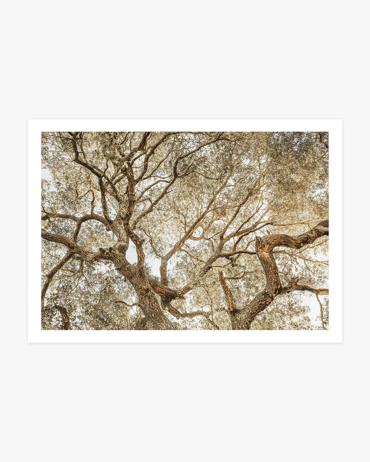 Morro Bay tree photography featuring twisting branches and a textured canopy of fine leaves in warm, earthy neutral tones.