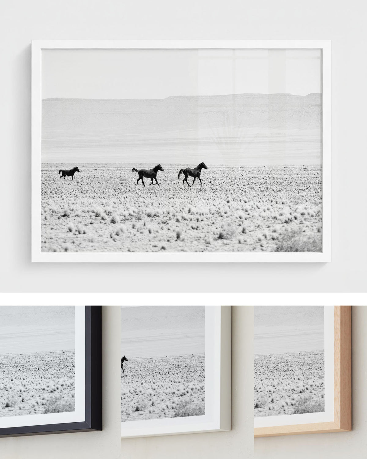 Wild Horses of the Desert