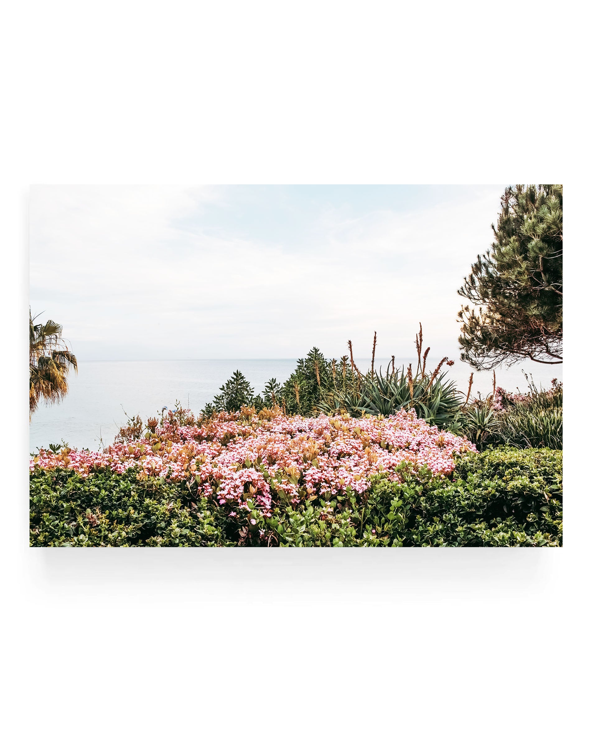 Pink coastal flowers and green plants overlooking the ocean at Laguna Beach with soft blue sky and calm sea horizon, California coastal landscape photography with lush garden and seaside view.