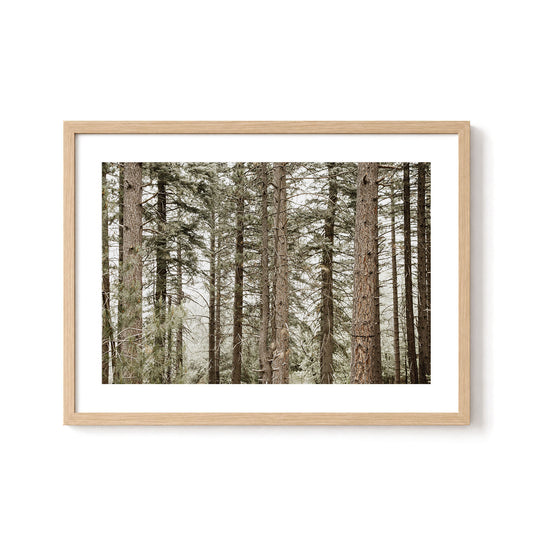 Forest Calm