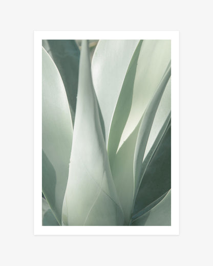Sage Green Agave