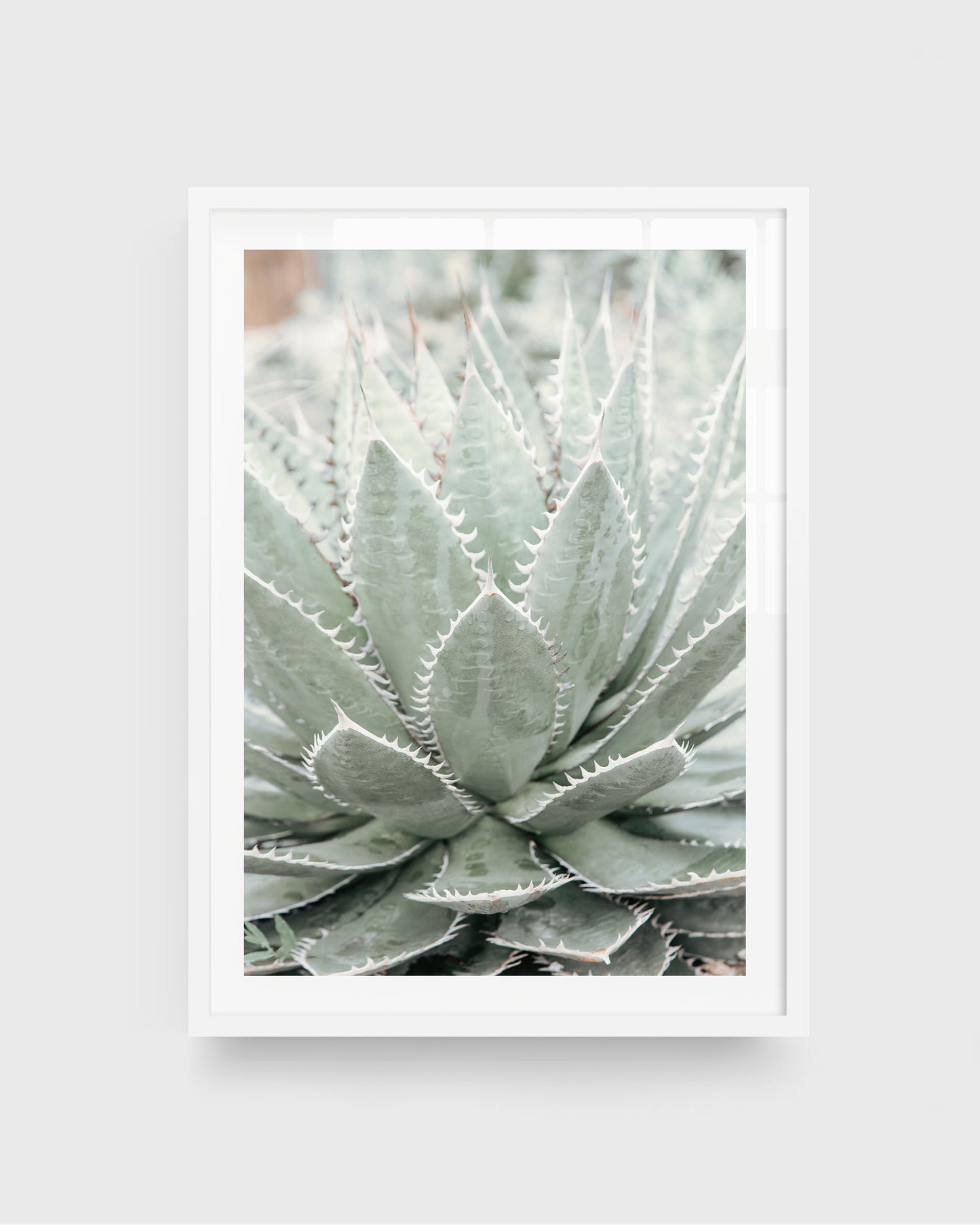 Desert Bloom – Succulent Wall Art