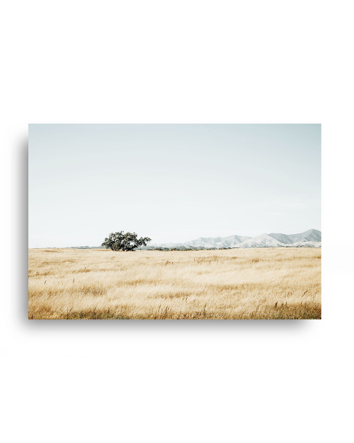 Quiet Prairie