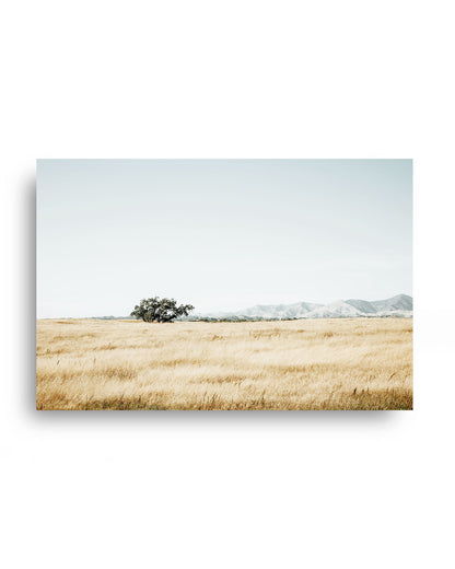Quiet Prairie