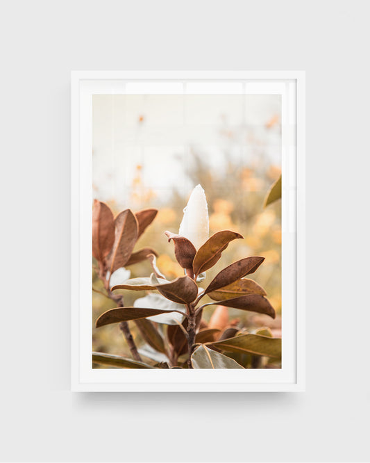 Magnolia bloom wall art featuring a close-up of a white magnolia bud surrounded by warm brown leaves with a soft blurred background, framed in a white frame.