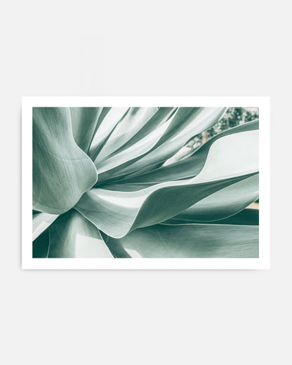 Soft Curve – Agave Plant Wall Art