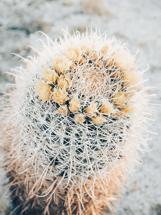 Barrel Cacti