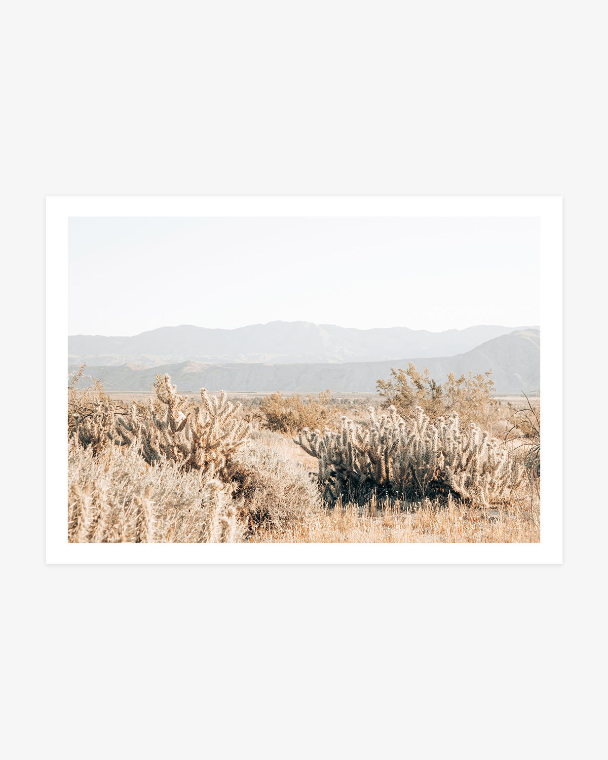 Sunlit cholla cacti and dry desert grasses beneath layered mountains in Anza-Borrego Desert State Park.