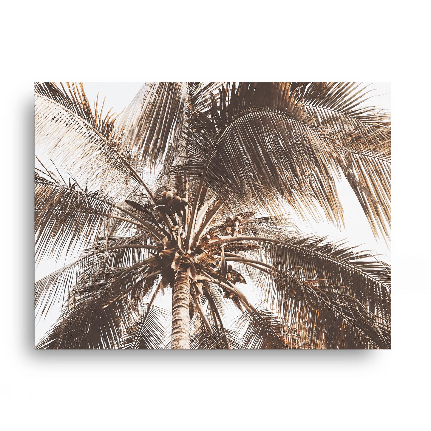 Coconut Palm Canopy