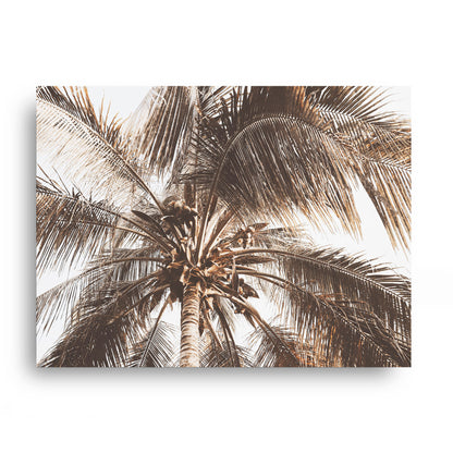 Coconut Palm Canopy