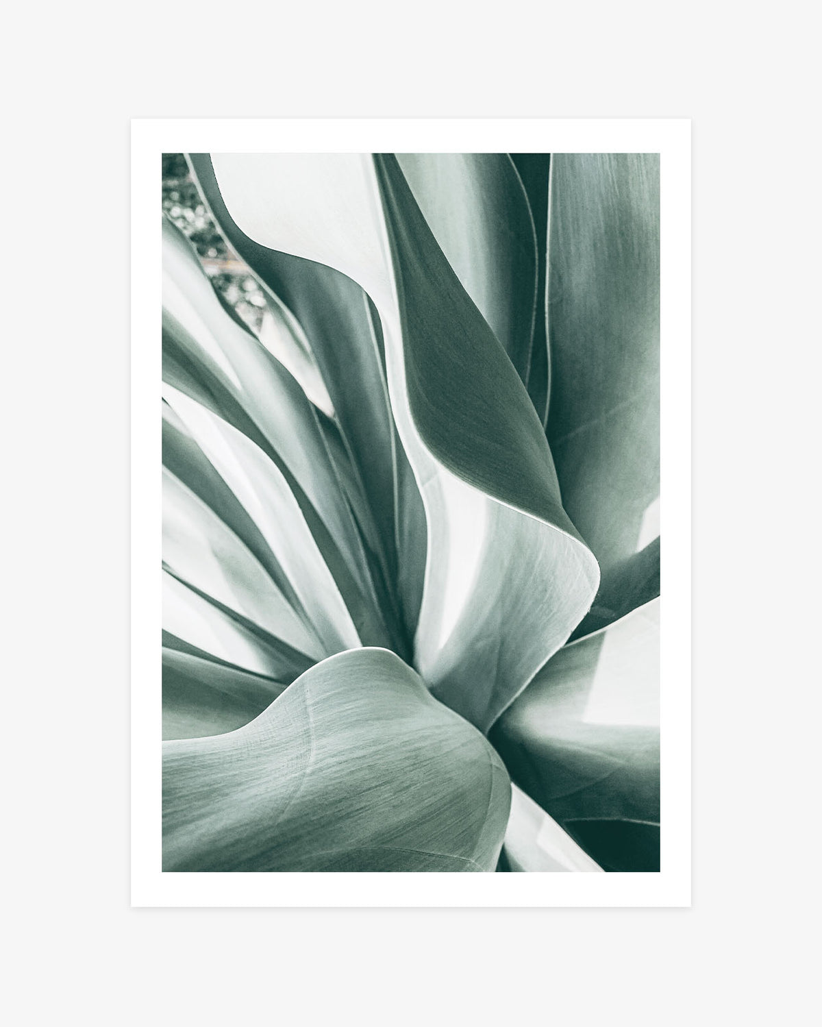 Agave Study