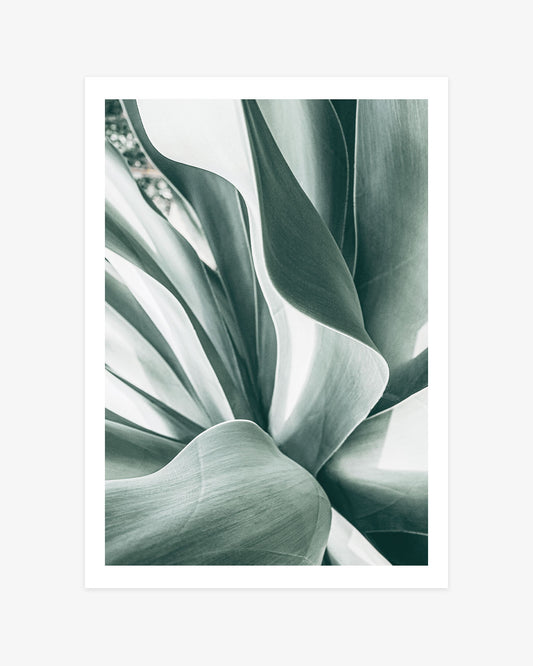 Agave Study