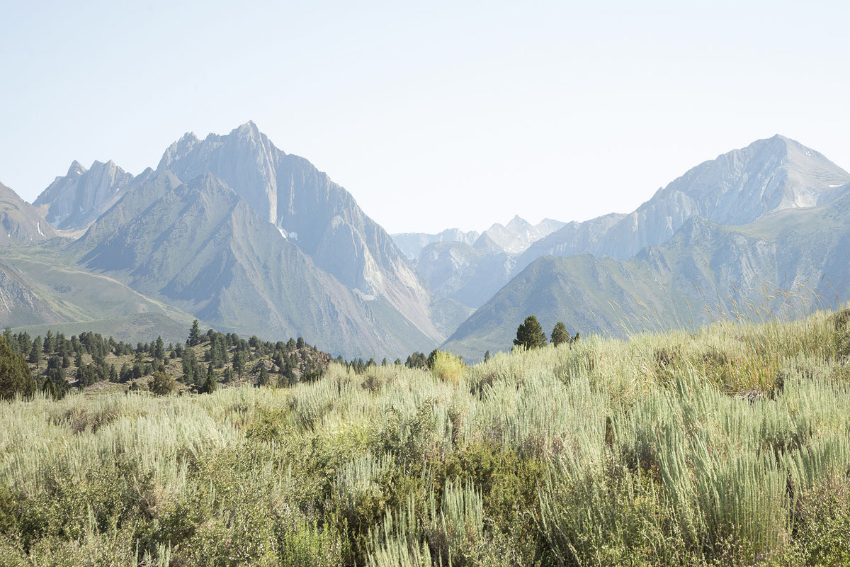 Eastern Sierra mountain landscape with rugged peaks rising above sunlit sagebrush and scattered pine trees in California.