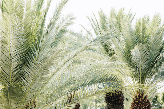 Palm Daydream